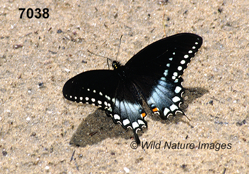 Spicebush Swallowtail (Papilio troilus)